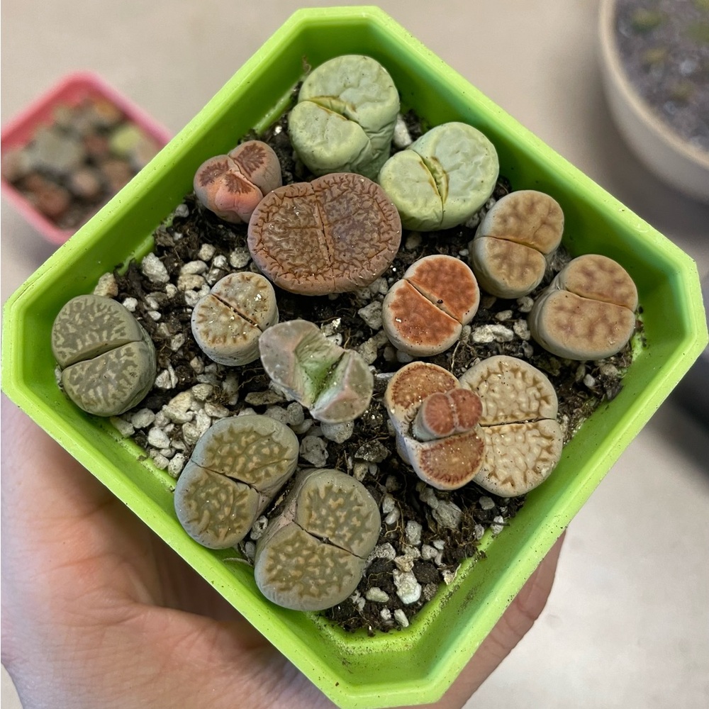 Colorful Lithops Succulent Plants